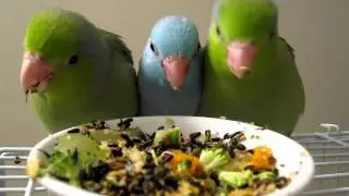 Weaning Parrotlets 5 weeks eating solid food