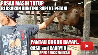 Kandang Kosong, Beli Sapi di Desa, Pantau Cocok BAYAR. Jogrok Oke Timbang Oke. Spek Penggemukan.