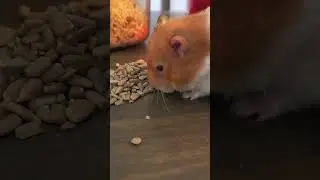So much food 😋 Later dinner #hamsterandguineapigs #mypets #cuteanimal #fannyanimals #cute #rodent