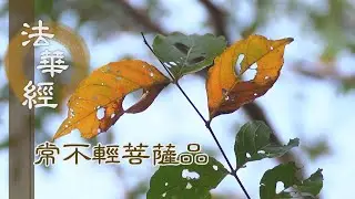 【靜思妙蓮華】法華經常不輕菩薩品 - 智慧實踐 行德圓滿 - 第1734集 20240805  (ENG CC)