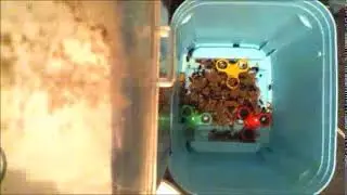 Dermestids Canada ||Beetle Colony ||Timelapses 2019||