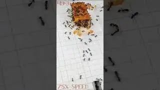 Sugar Ants 🐜 vs Chicken Parmigiana & Rice.  Macro Time Lapse Series 49 -3