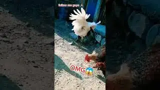 omg watch till end 😱 cock fight animal fight #shorts