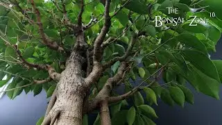 Ficus Friday Plus Gifts, Part 1, The Bonsai Zone, May 2023