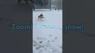 Dog gets zoomies in the snow! #funny #outdoors #dog #zoomies #snow