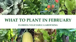 What To Plant In Your Florida Vegetable Garden In February