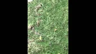 Snakes Gone Wild