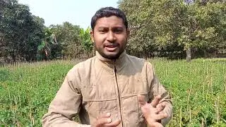TOMATO Farming with Active-80 Gold Activemax and Active-80 and Activzyme. DHAMAKA RESULT.