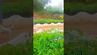 Best Rubber Plant Nursery In Kollam|Rubber Nursery|Rubber Nursery Kollam|#Rubber|#Kollam|#Kerala|