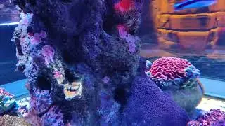 Ocean Fish