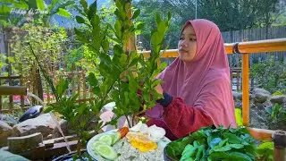 Hidup di Desa | Sarapan nasi goreng terasi daun jeruk | nasi goreng kampung | panen daun jeruk purut