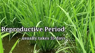 Growth Stages of Rice Plant (english sub title)