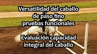 VERSATILITY NACIONAL USA 2004 #caballos #pasofino #yeguas