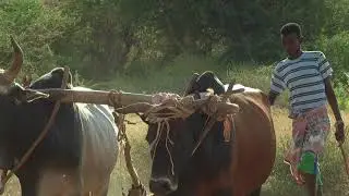 Enhancing the Food Security of Agro-pastoral and Pastoral Community in Somaliland