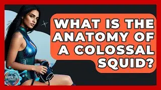 What Is The Anatomy Of A Colossal Squid? - The Marine Life Explorer