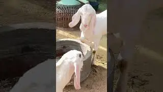 You would not have seen such a wonderful breeder goat of Sojat breed anywhere 😱🫡SOJAT BAKRA, BAKRI | GOATFARM | SOJAT GULABI |