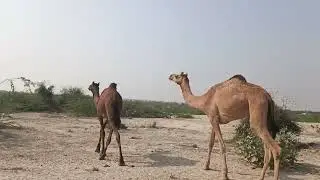 #like #animals #tharvlogs #foryou #camellia_on_the_wind 