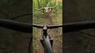 Near Miss Head On MTB Collision with a Long Horn Cow⚠️🐄