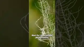 The Lichen Katydid