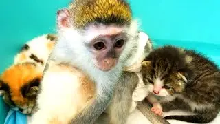 Baby monkey helps mom cat take care of kittens