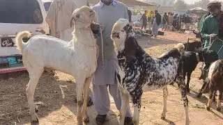 Dumba / Bakra Mandi Gali Jageer Update 
