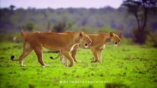 Relaxing sleep with Animal in forest🔥🐅#viral #nature #animals #relaxingmusic #relaxingsounds #sleep