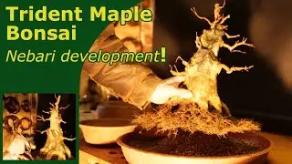 Trident maple repot after Ebihara technique | Sumo Bonsai