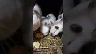 Первый выход Чудика-юдика и других в свет, Ватрушка молодец,,,!!! #valdanna
