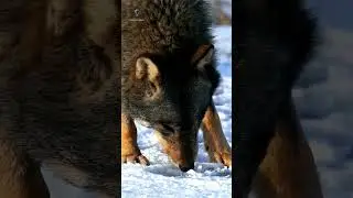 Lobos ca&ccedil;am dos Porcos selvagens das florestas geladas? #predadores #canidae #naturezaselvagem