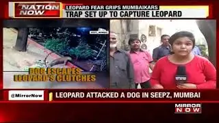 Mumbai: Leopard attacks a stray dog, dog manages to escape from its clutches