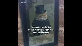 (249/365) Policy Cat l#dailyreeldose #policycat #desilogic #zainedits #fypviralシ