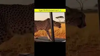 Tiger के साथ Experiment 🧪 #factopranjal #shorts