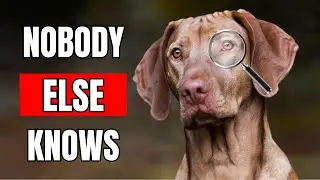 9 SECRET Things ONLY Your Dog KNOWS About YOU