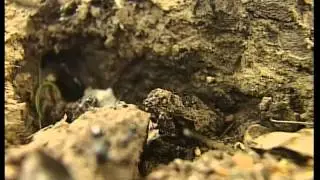 RESPIRATION IN LIVING ORGANISM