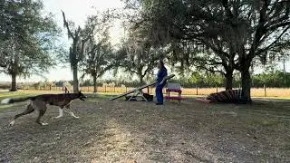 More independent and with a toy