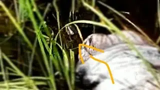 Apareceu uma cobra no nosso quintal ( apavorante!!! ) 😱 | vlog da ziza #15