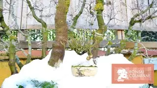 Los tamaños en bonsai - Bonsai Colmenar