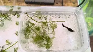 FAÇA ISSO PARA SEU GUPPY NÃO COMER OS FILHOTES - CRIAÇÃO DE LEBISTES