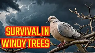Fearful Forecast: Dove's Survival on the Windy Tree