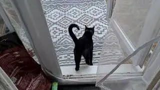 The cats and the deadly rain