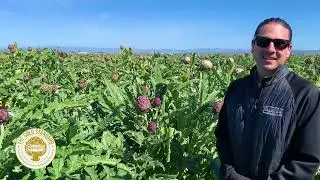 Ocean Mist Farms - Artichoke Field Update - Castroville, CA Mar. 17