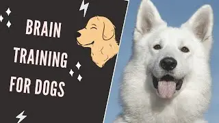 Brain Training For Dogs Review