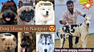 Dog show in Nagpur 2024 😍 low price puppy available | Ashish dog world