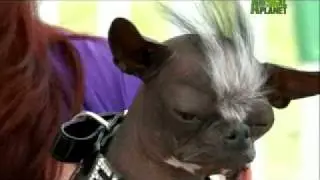 World's Ugliest Dog - Spooky Dog