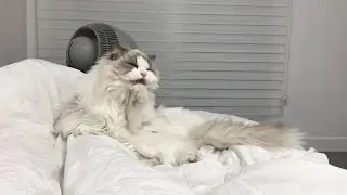 꼬질 고양이 그루밍하는 영상