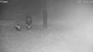 2 Different Types of Skunks in the Backyard!