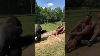 Can 3 Strong Man Beat a Gorilla in Tug of War?