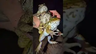 When You Invite One Friend and They Bring the Whole Squad 🐸😂 #frog #toad #funny #animals