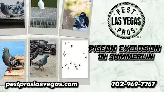 Pigeon Exclusion In Summerlin