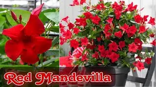 Red Mandevilla | Mandevilla Vine | Complete Care | Fertilizer | Mitra Gardening